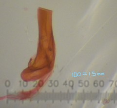 Acleris busckana