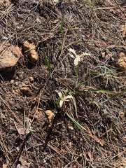 Iris tenuissima