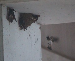 Petrochelidon pyrrhonota