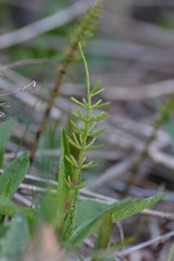 Equisetum arvense image