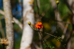 Adenophyllum aurantium