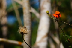 Adenophyllum aurantium