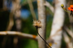 Adenophyllum aurantium