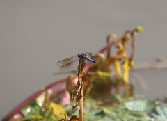 Pachydiplax longipennis