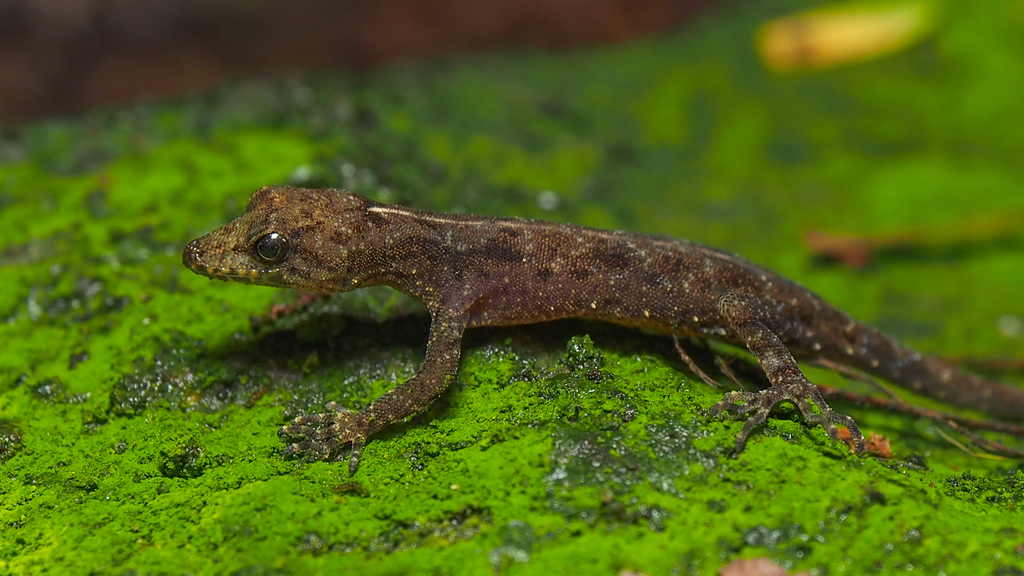 Nuwara Eliya Round-Eyed Gecko