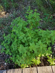 Magnoliopsida