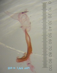 Acleris busckana