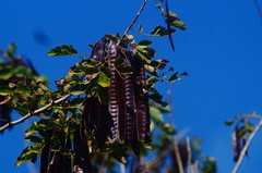 Leucaena lanceolata