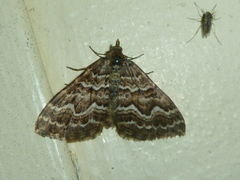 Chrysolarentia