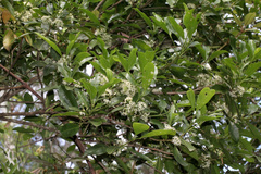 Acronychia oblongifolia