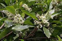 Acronychia oblongifolia