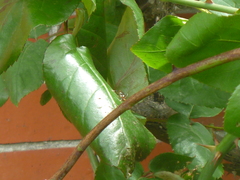 Glabridorsum stokesii