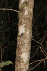 Acronychia oblongifolia