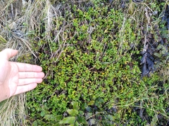 Anaphalioides trinervis