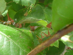 Glabridorsum stokesii