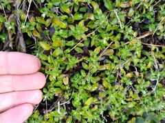 Anaphalioides trinervis