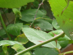Glabridorsum stokesii