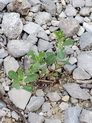 Magnoliopsida