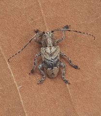 Pterolophia consularis