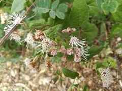 Chromolaena bigelovii