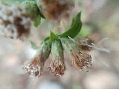 Chromolaena bigelovii