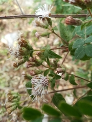 Chromolaena bigelovii