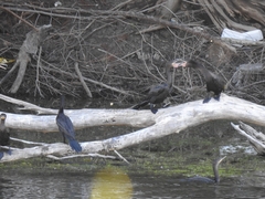Nannopterum brasilianum