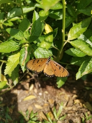Acraea terpsicore