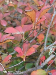 Enkianthus perulatus