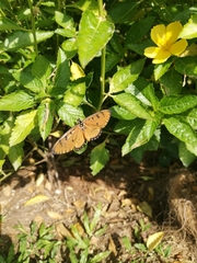 Acraea terpsicore