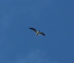 Leucophaeus atricilla