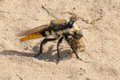 Eccritosia rubriventris