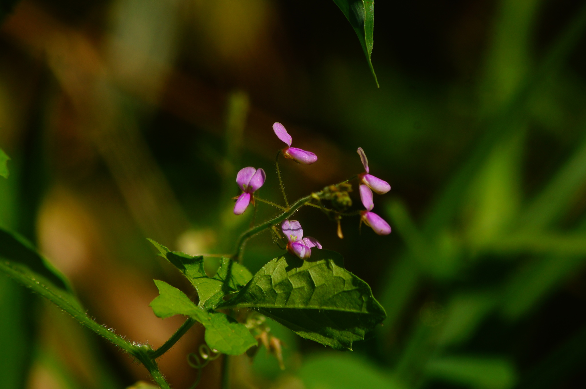 Desmodium glabrum