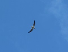 Leucophaeus atricilla