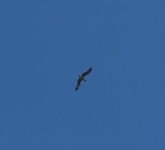 Leucophaeus atricilla