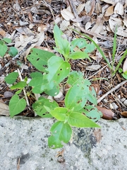Magnoliopsida