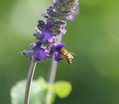 Apis mellifera