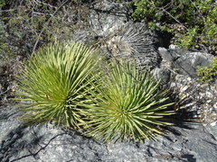 Agave stricta