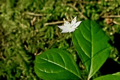 Lysimachia europaea