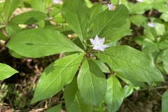 Lysimachia europaea