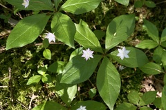 Lysimachia europaea