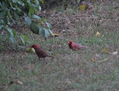 Cardinalis cardinalis