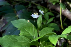 Lysimachia europaea