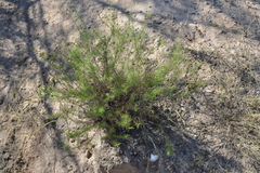 Baccharis ulicina