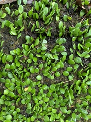 Lemmaphyllum microphyllum