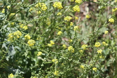 Rapistrum rugosum