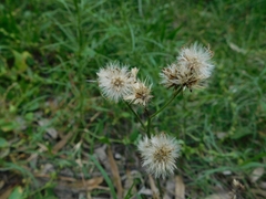 Asteraceae