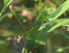 Ischnura ramburii