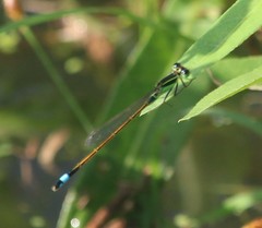 Ischnura ramburii