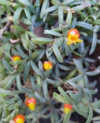 Mediocalcar decoratum